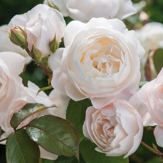 Patyczki Zapachowe APOTHECA "AMARE" 200ml – Angielska Róża
